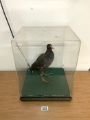 CASED TAXIDERMY OF A COMMON MOORHEN; 40 X 31CM