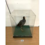 CASED TAXIDERMY OF A COMMON MOORHEN; 40 X 31CM