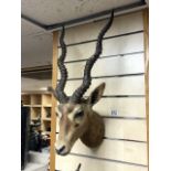 VINTAGE IMPALA WALL MOUNTED TAXIDERMY