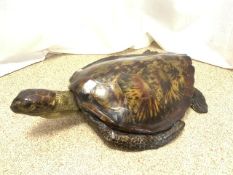 PART TAXIDERMY GREEN TURTLE EARLY 20TH CENTURY