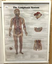 VINTAGE LYMPHATIC SYSTEM MEDICAL POSTER; FRAMED AND GLAZED; 73 X 53CM; ILLUSTRATIONS BY PETER