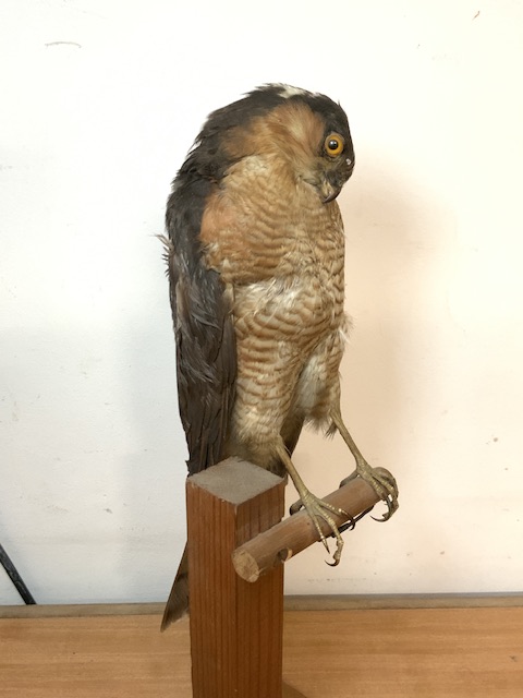 VINTAGE TAXIDERMY OF A SPARROWHAWK - Image 2 of 2