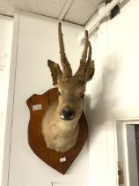 MOUNTED DEER HEAD TAXIDERMY