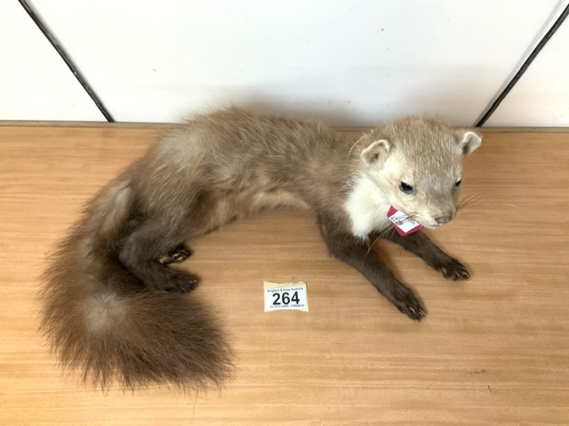 TAXIDERMY STONE MARTEN