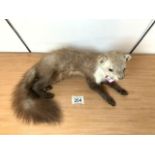 TAXIDERMY STONE MARTEN