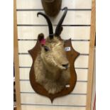 VINTAGE WALL MOUNTED CHAMOIS TAXIDERMY