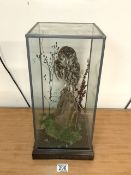 NATURAL CRAFT TAXIDERMY BURROWING OWL CASED IN NATURALISED SETTING; 45 X 20CM