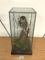 NATURAL CRAFT TAXIDERMY BURROWING OWL CASED IN NATURALISED SETTING; 45 X 20CM