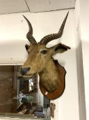 MOUNTED ANTELOPE TAXIDERMY