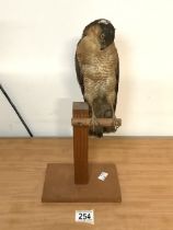 VINTAGE TAXIDERMY OF A SPARROWHAWK