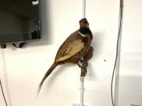 TAXIDERMY OF A PHEASANT ON A BRANCH