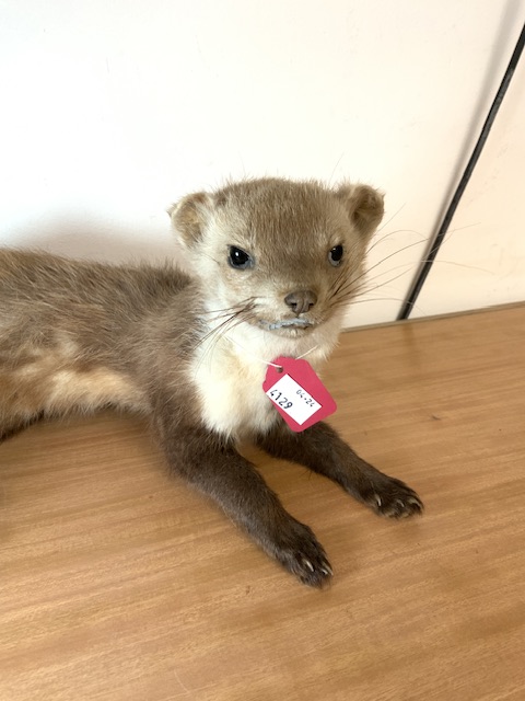 TAXIDERMY STONE MARTEN - Image 2 of 2