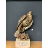 COMMON BUZZARD TAXIDERMY ON A WOODEN MOUNT; 48CM