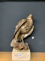 COMMON BUZZARD TAXIDERMY ON A WOODEN MOUNT; 48CM