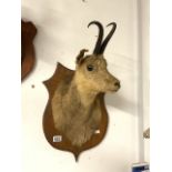 VINTAGE WALL MOUNTED CHAMOIS TAXIDERMY
