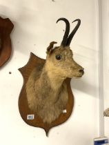 VINTAGE WALL MOUNTED CHAMOIS TAXIDERMY
