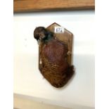 WALL MOUNTED TAXIDERMY PHEASANT