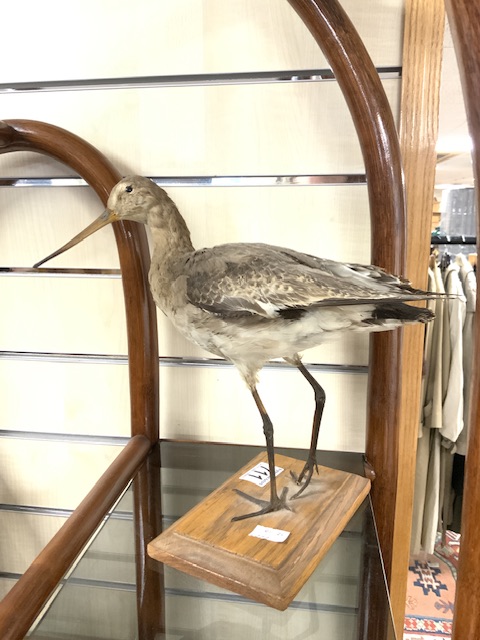 TAXIDERMY BLACK-TAILED GODWIT - Image 2 of 2