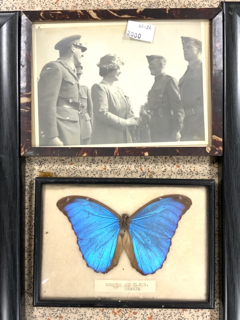 FOUR PRINTS AND PHOTOGRAPH AND BRAZIL BUTTERFLY - Image 2 of 5