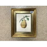 VICTORIAN PICTURE FRAMED - A WINDSOR PEAR; 35 X 30CM