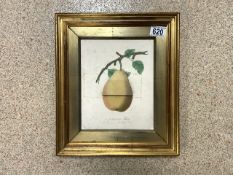 VICTORIAN PICTURE FRAMED - A WINDSOR PEAR; 35 X 30CM
