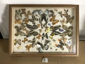 CASED BUTTERFLIES AND MOTHS