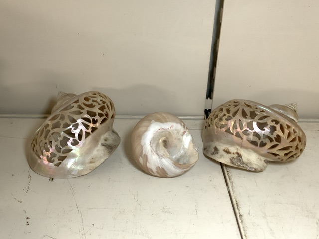 THREE MOTHER OF PEARL SHELLS - Image 2 of 2