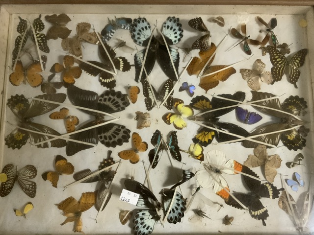 CASED BUTTERFLIES AND MOTHS - Image 2 of 2