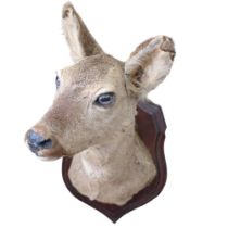 TAXIDERMY - study of a deer's head, mounted on shield plaque