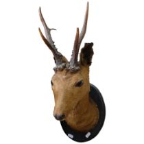TAXIDERMY - A small roe deer, with antlers, on shield panel. Depth - 35cm.