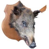 TAXIDERMY - A boar's head on oak shield plaque. Depth - 38cm.