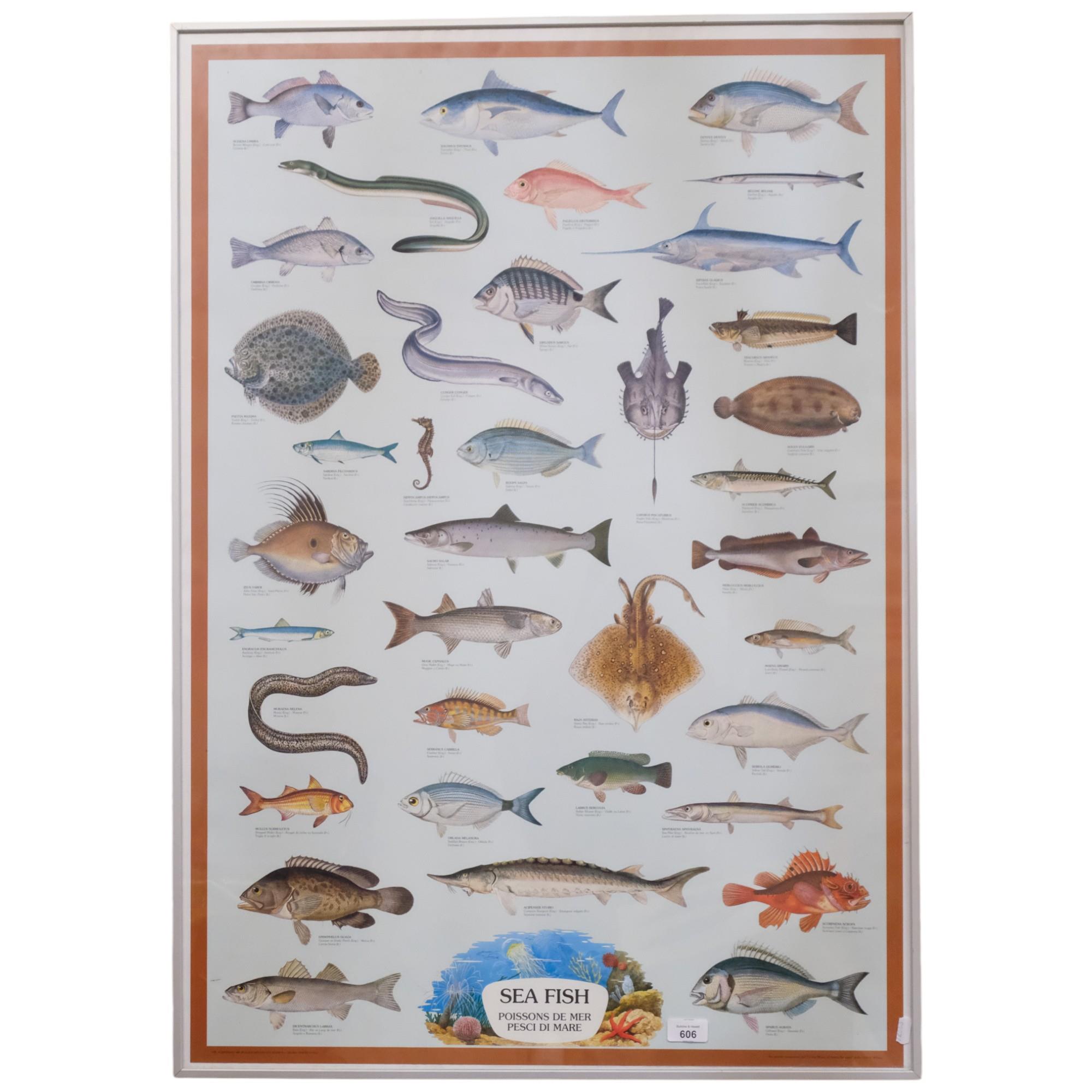 A coloured poster print "sea fish", printed in Milan, Italy. dated 1981. 102x71cm, framed.