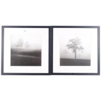 2 similar framed photographs, pine or spruce trees, misty scene, 43.5cm x 43.5cm