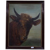 Oil on canvas - study of a highland cow. 46x36cm, framed.