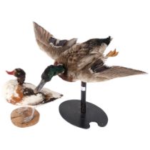 TAXIDERMY - a study of a mallard, mounted on stand in flight, H37cm and a study of a common shell