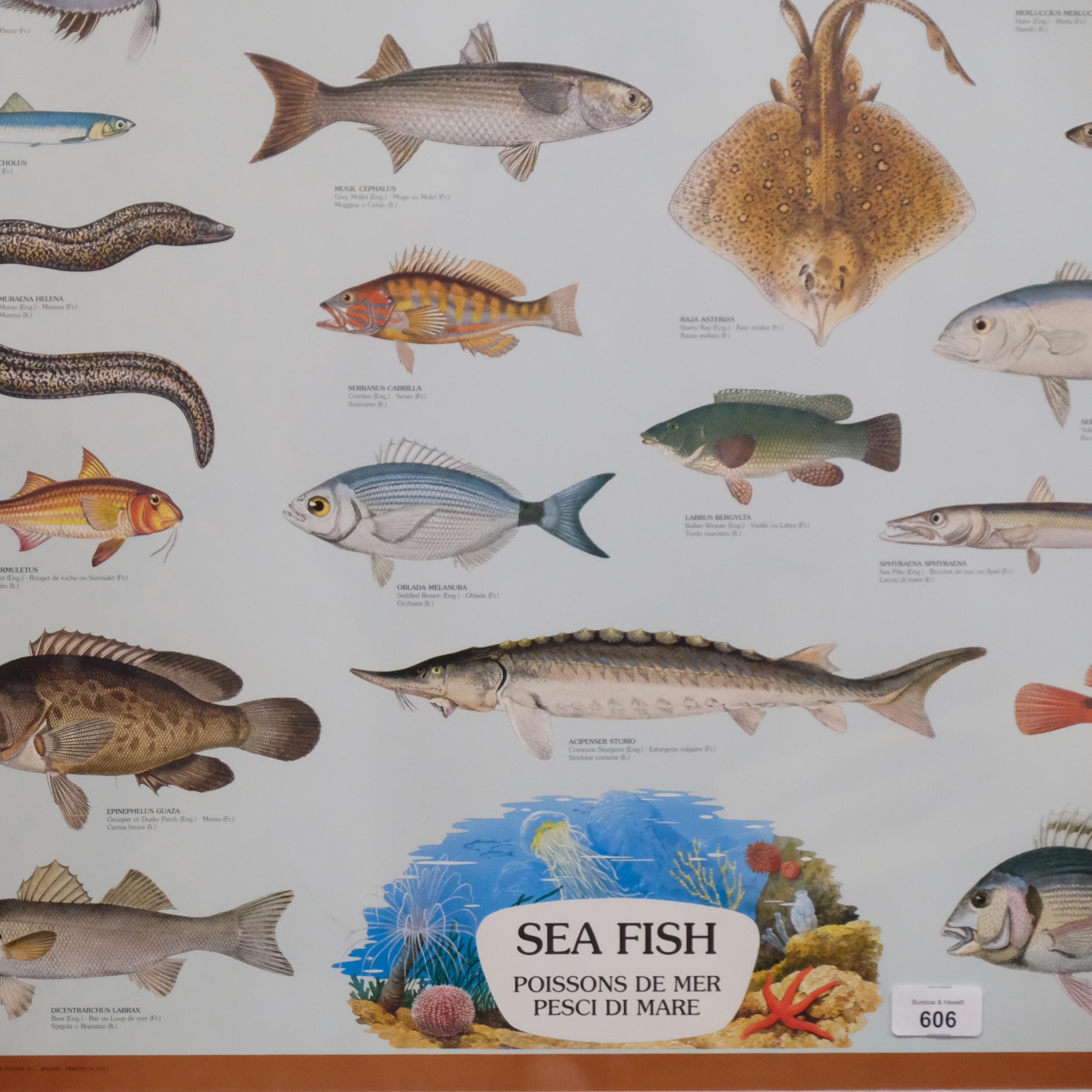A coloured poster print "sea fish", printed in Milan, Italy. dated 1981. 102x71cm, framed. - Image 2 of 2
