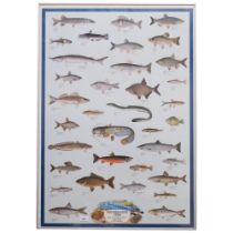 A coloured advertising poster print "fresh water fish". Printed Milan, Italy. Dated 1981.