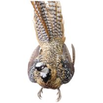 TAXIDERMY - a study of a Reeves pheasant