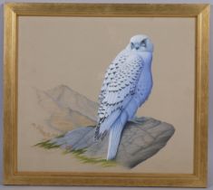 Hyper realistic study of a goshawk on a rock, watercolour on paper, unsigned, 37cm x 42cm, framed