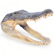 A composite model of an alligator's head, with glass eyes, L28cm