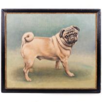Oil on canvas, study of a Pug dog, in Antique frame, 56cm x 66cm