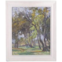 Beatrice Pedder, oil painting of a birch wood, framed, 56cm x 46cm overall