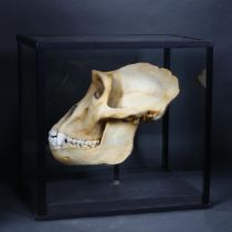 Taxidermy Replica Gorilla Skull in glass case. A detailed plaster cast replica of a male gorilla