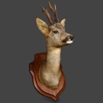 Taxidermy - a female Roe Deer, shoulder mount, head facing forward, on oak shield plaque, from