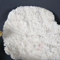 A collection of marine invertebrates, including various coral, including fan shaped coral, width