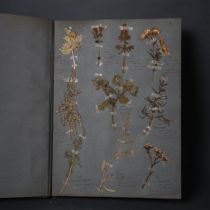 Botany Interest - an Antique collection of pressed plants and flowers displayed and lovingly