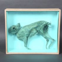 A mummified study of a rabbit specimen in a bespoke wooden case, with perspex protective panel and