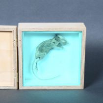 A mummified study of a mouse specimen, in a bespoke wooden box with hinged lid and perspex