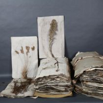 French Herbarium - A large collection of dried and pressed plants