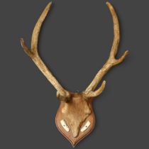 Taxidermy - a deer skull cap and set of velvet covered six point antlers, widest span 59cm,